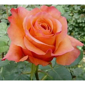 Роза "Мильва"(Milva)